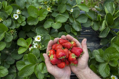 Photo for Strawberry Field, Greenhouse, humand hand in strawberry (Emiralem - Izmir - Turkey) - Royalty Free Image
