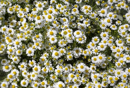 Téléchargez les photos : Daisy garden - Fleurs blanches de la marguerite de camomille allemande. - en image libre de droit