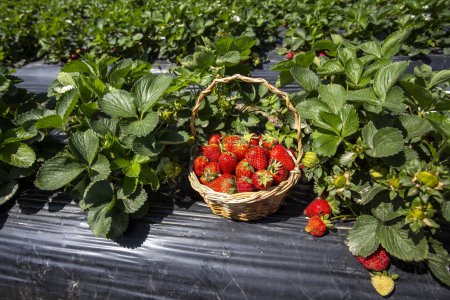 Photo for Strawberry Field (Emiralem - Izmir - Turkey) - Royalty Free Image