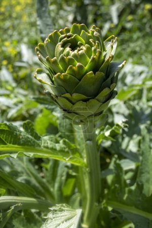Photo for Green fresh organic artichoke field - Royalty Free Image