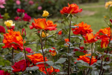 Foto de Rosas floreciendo en el jardín en primavera - Imagen libre de derechos