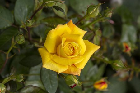 Téléchargez les photos : Roses fleurissant dans le jardin au printemps - en image libre de droit