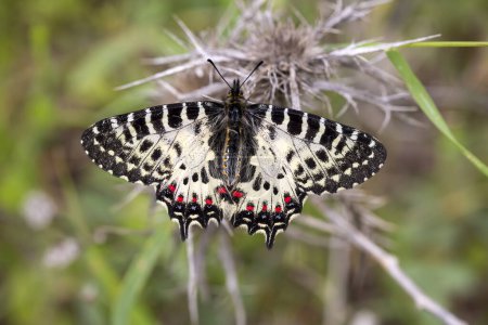 Téléchargez les photos : Papillon festonné (Zerynthia cerisyi) sur une plante - en image libre de droit