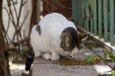 Téléchargez les photos : Un chat errant sur le trottoir mange de la nourriture pour chat. Izmir - Turquie - en image libre de droit