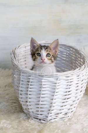 Photo for Pet animal; cute kitten tabby - Royalty Free Image