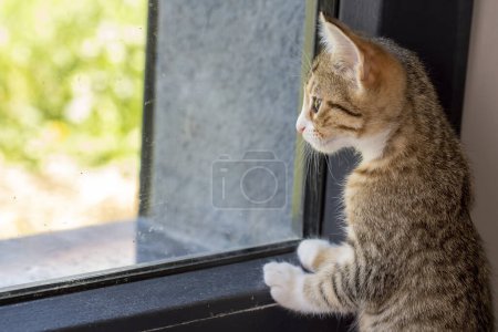 Téléchargez les photos : Animal de compagnie ; chaton mignon tabby - en image libre de droit
