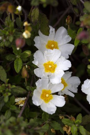 Photo for Laden; It is a plant species with white or pink flowers that make up the Cistus genus of the Cistaceae family. - Royalty Free Image