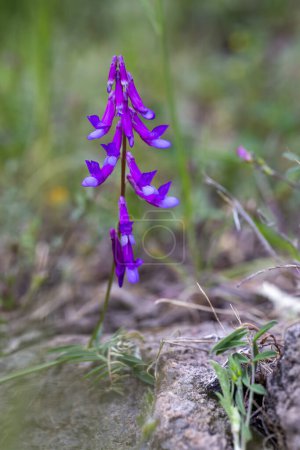 Téléchargez les photos : Fleur sauvage, nom scientifique ; Vicia villosa ou Vicia dasycarpa - en image libre de droit