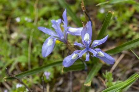 Téléchargez les photos : Fleur sauvage, nom scientifique ; moraea sisyrinchium - en image libre de droit