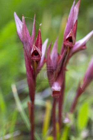 Foto de Orquídea silvestre, nombre científico; serapias vomeracea - Imagen libre de derechos
