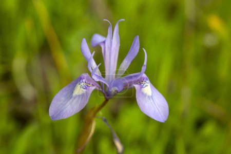 Téléchargez les photos : Fleur sauvage, nom scientifique ; moraea sisyrinchium - en image libre de droit