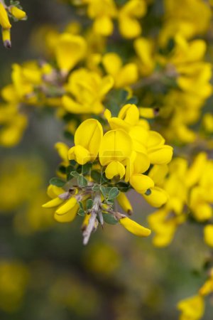 Téléchargez les photos : Fleur jaune sauvage, nom scientifique ; Cytisus spinosus ou Hippocrepis emerus - en image libre de droit