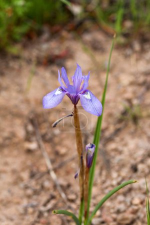 Foto de Flor silvestre, nombre científico; moraea sisyrinchium - Imagen libre de derechos