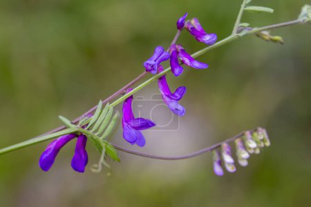 Foto de Flor silvestre, nombre científico; Vicia villosa - Imagen libre de derechos