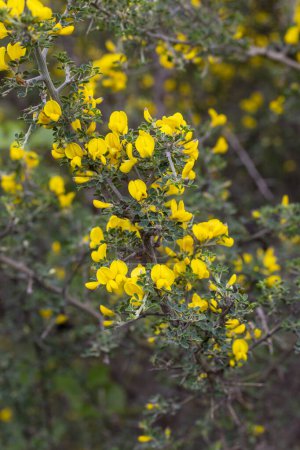 Téléchargez les photos : Fleur jaune sauvage, nom scientifique ; Cytisus spinosus ou Hippocrepis emerus - en image libre de droit