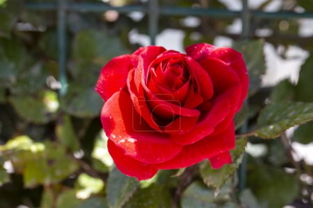 Téléchargez les photos : Rose rouge naturelle dans le jardin - en image libre de droit