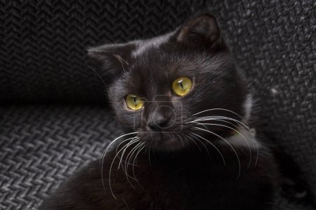 Photo for Black scottish shorthair kitten, pet animal. - Royalty Free Image
