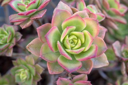 Photo for Beautiful varieties of succulent plants - Royalty Free Image