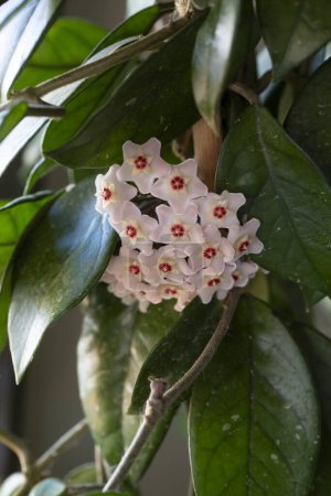 Téléchargez les photos : Plante cultivée à la maison ; nom scientifique ; Hoya carnosa - en image libre de droit
