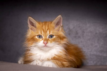 Téléchargez les photos : Chaton mignon en couleur orange, chaton Maine Coon - en image libre de droit