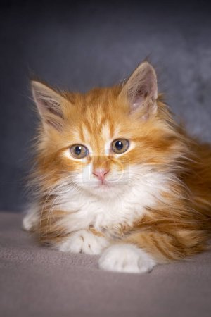 Téléchargez les photos : Chaton mignon en couleur orange, chaton Maine Coon - en image libre de droit