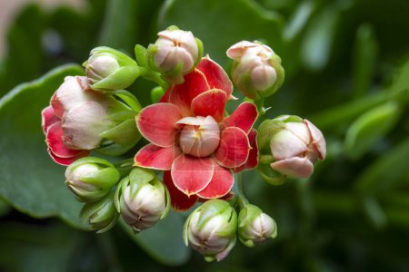 Photo for Blooming Kalanchoe close-up. Red flowers of Kalanchoe. Home flowers - Royalty Free Image