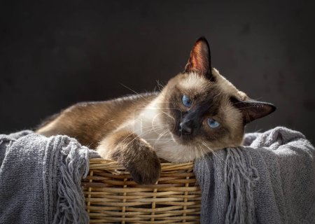 Foto de Animales de compañía, gato siamés - Imagen libre de derechos