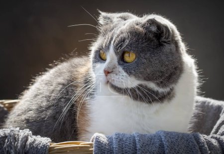 Téléchargez les photos : Chat tricolore écossais, chat calico, animal de compagnie mignon. - en image libre de droit