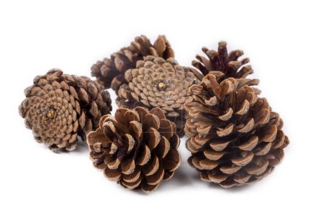 Photo for Pinecone isolated on the white background - Royalty Free Image
