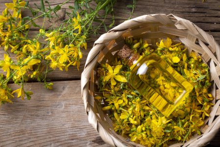Téléchargez les photos : Préparation d'huile de millepertuis à partir d'une plante fraîche à fleurs Hypericum perforatum (nom turc ; sari kantaron yagi)) - en image libre de droit