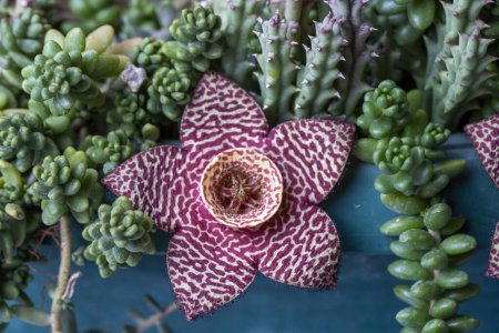 Foto de Flor de cactus estrellado de la especie Orbea variegata - Imagen libre de derechos