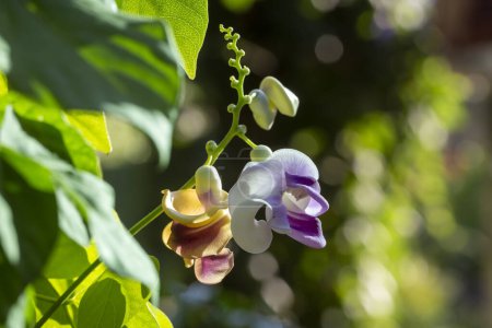 Photo for Vigna Caracalla close up, known as Snailflower, with amazing scent - Royalty Free Image