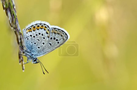 Téléchargez les photos : Beau papillon dans la nature. Vie sauvage photo naturelle
. - en image libre de droit