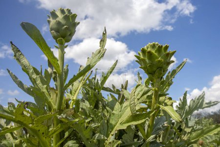 Photo for Green fresh organic artichoke field - Royalty Free Image