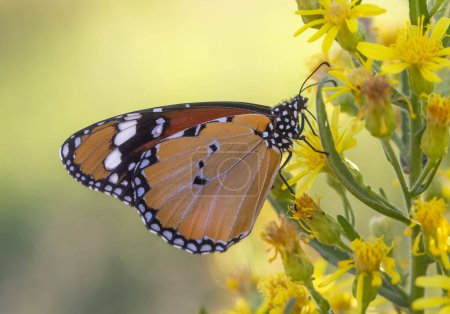 Téléchargez les photos : Sultan papillon sur la plante ; Danaus chrysippus papillon - en image libre de droit