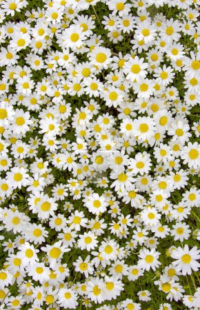 Photo for White daisy on green field. Spring season garden. - Royalty Free Image