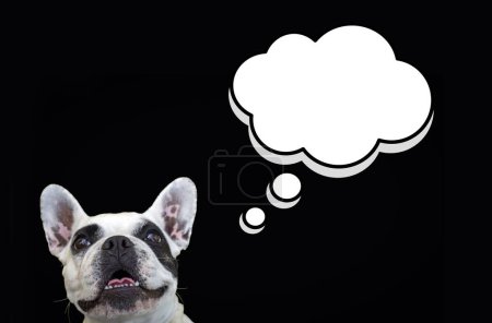 Téléchargez les photos : Mignon chien Bulldog français sur bulle de parole, nuage de parole, symbole nuage de pensée. - en image libre de droit