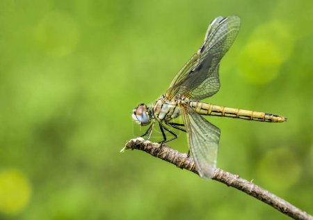 Téléchargez les photos : Belle scène de nature libellule. Affichage des yeux et des ailes détail. - en image libre de droit