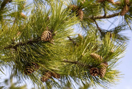 Photo for Close up of pine cone in nature - Royalty Free Image