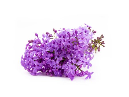 Téléchargez les photos : Fleurs de lilas isolées sur fond blanc - en image libre de droit