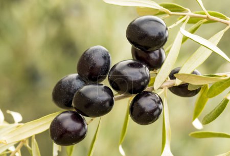 Foto de Aceitunas ecológicas frescas en el olivo - Imagen libre de derechos