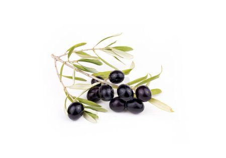 Téléchargez les photos : Olive noire fraîche sur fond blanc - en image libre de droit