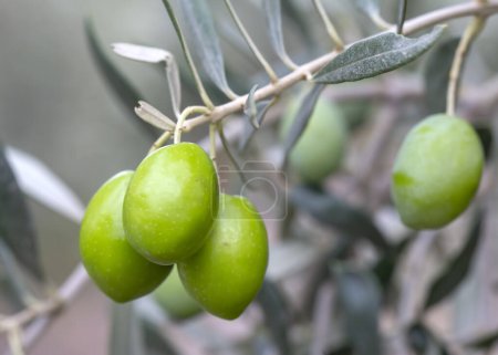 Foto de Fresh green olives on the olive tree - Imagen libre de derechos