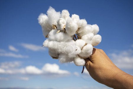 Foto de Bols de algodón de manos humanas hacia el cielo, campo de algodón - Imagen libre de derechos