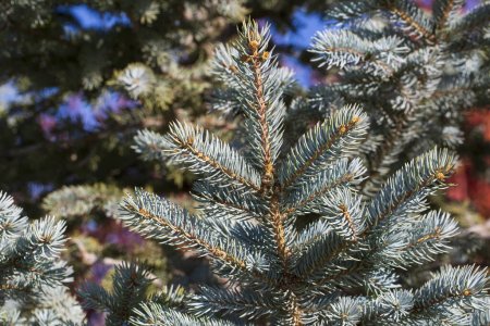 Photo for The branches of the blue spruce close-up. Blue spruce or prickly spruce (Picea pungens) - representative of the genus Spruce from the Pine family. - Royalty Free Image