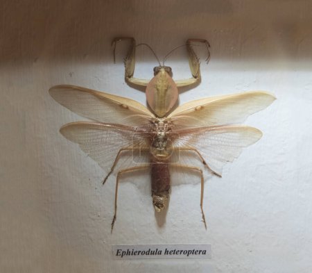 Téléchargez les photos : Ephierodula heteroptera est une espèce d'amphibiens de la famille des Mantidae. Musée des insectes - Konya - Turquie - en image libre de droit