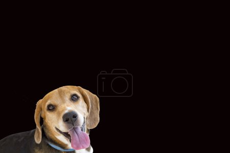 Foto de Alegre lindo sonriente beagle perro - Imagen libre de derechos