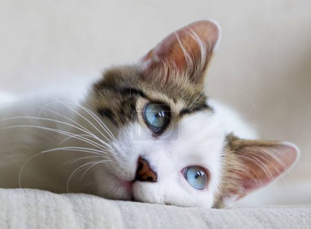 Foto de Pet animal; blue eyed cat. - Imagen libre de derechos