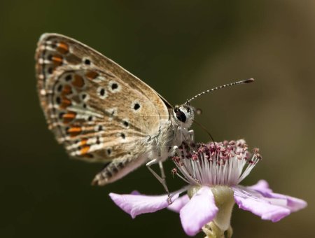 Téléchargez les photos : Le Polyommatus icarus (Polyommatus icarus) est un papillon commun présent dans les habitats propices en Turquie.. - en image libre de droit