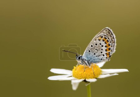 Téléchargez les photos : Beau papillon dans la nature, photo de près. Un papillon Idas Blue (Plebejus idas) - en image libre de droit